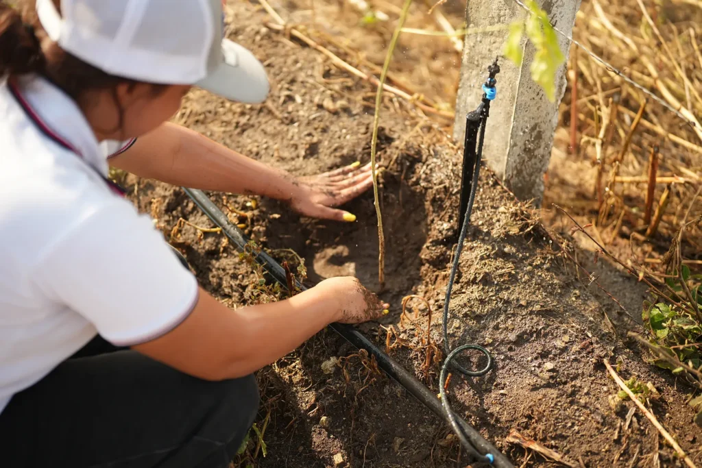 Colocación de un árbol recién plantado junto a una línea de riego por goteo