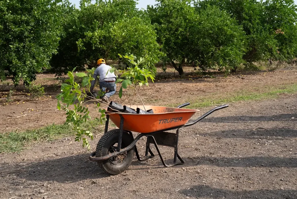 Traslado de árboles nativos dentro de la huerta durante la jornada de plantación