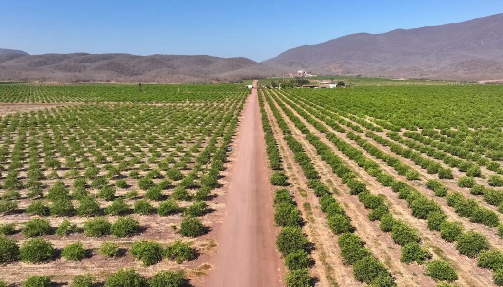 Vista aérea de huertas de cítricos