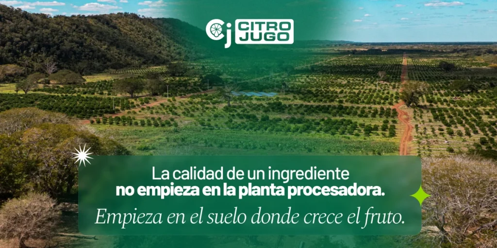 La calidad de un ingrediente no empieza en la planta procesadora. Empieza en el suelo donde crece el fruto. Vista aérea de huertas de cítricos